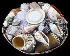 shellpackbasket.jpg